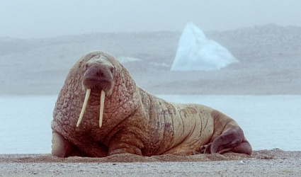 24 ноября — День моржа