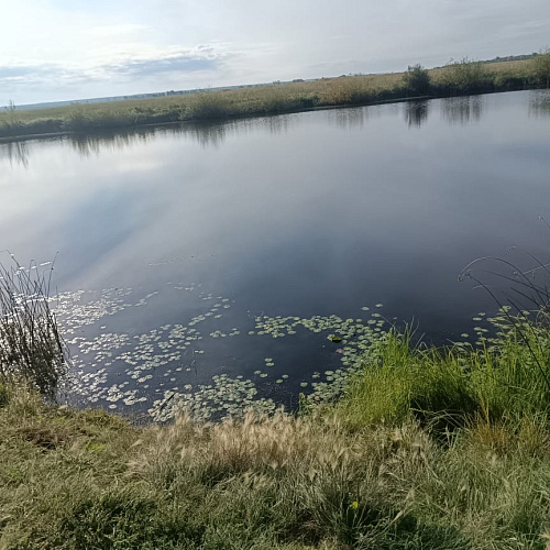 рп Большегривское, река Татарка, 04.09.2025